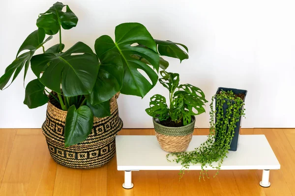 Monstera deliciosa, Monkey Mask ve Senecio Rowleyanus iç mekandalar. Modern hippi tencerelerinde moda egzotik bitkiler. Evde bahçe işleri, ev bitkileriyle ilgilenmek.