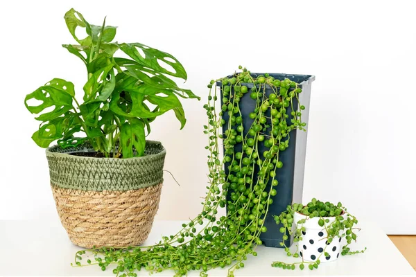 Beyaz arka planda tropik Monstera Maymun Maskesi ve Senecio Rowleyanus var. Egzotik ev bitkileri Maymun Maske ve Senecio Rowleyanus yakın plan. Ev bahçesi konseptiyle ilgilenmek.