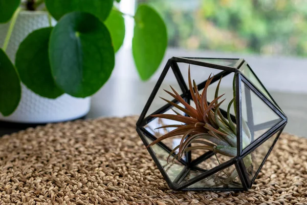 Tillandsia hava üssü iç kısımda. Kapatın. Tillandsia hava planıyla ilgilenmek, bahçe işleri..