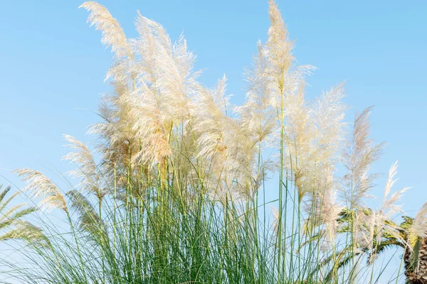 Cespuglio Pampas Piume Erba Sullo Sfondo Del Cielo Blu Primo — Foto Stock