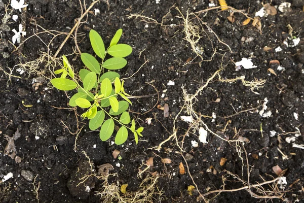 녹색 식물 질감 표면 최고 보기 배경 — 스톡 사진