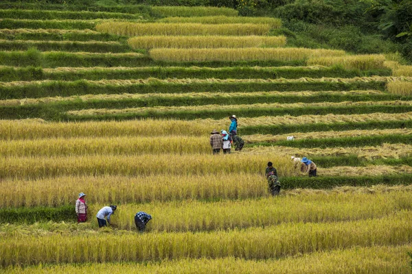 Chiang Mai, Tailandia: 8 Oct 2015 Los agricultores cosechan sus cosechas sha — Foto de Stock