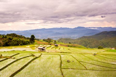 Teraslı Pa Pong Pieng, Mae Chaem, Chiang Mai pirinç üzerinde alanları,