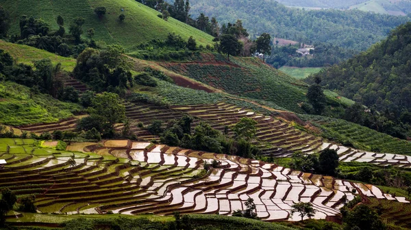 Campos de arroz en terrazas de Pa Pong Pieng, Mae Chaem, Chiang Mai , — Foto de Stock