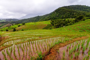 Teraslı Pa Pong Pieng, Mae Chaem, Chiang Mai pirinç üzerinde alanları,