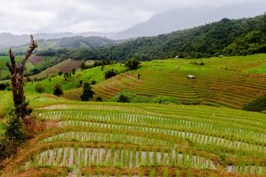 Teraslı Pa Pong Pieng, Mae Chaem, Chiang Mai pirinç üzerinde alanları,