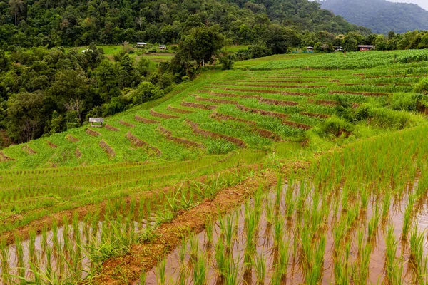 Campos de arroz en terrazas de Pa Pong Pieng, Mae Chaem, Chiang Mai , — Foto de Stock
