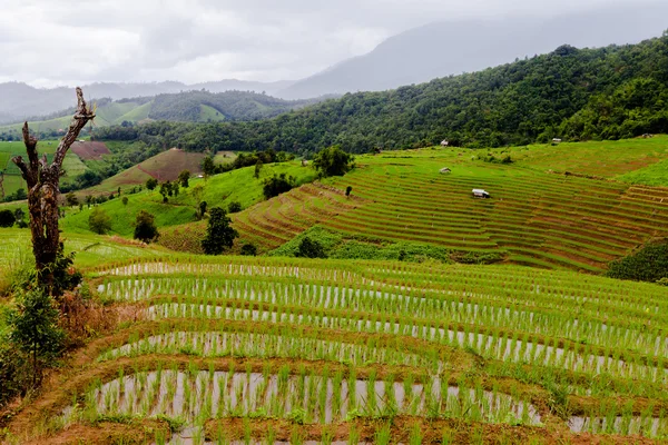 Campos de arroz en terrazas de Pa Pong Pieng, Mae Chaem, Chiang Mai , — Foto de Stock