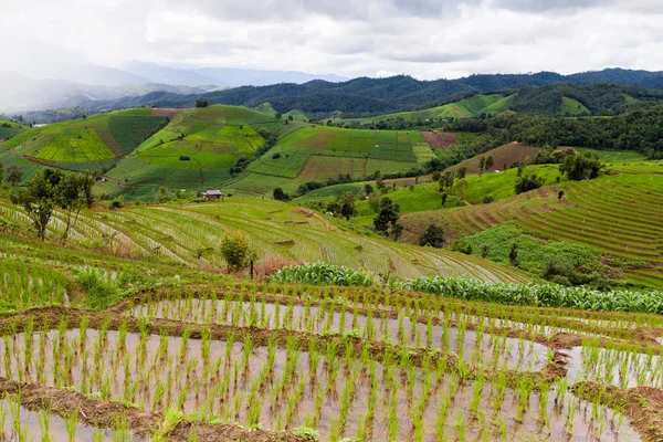 Campos de arroz en terrazas de Pa Pong Pieng, Mae Chaem, Chiang Mai , — Foto de Stock