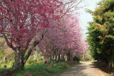 İlkbahar arka planında pembe kiraz çiçeği