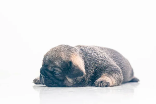 Chiot Bouledogue Français Bronzé Bleu Jours Sur Fond Isolé — Photo