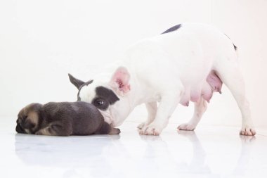 Mavi taba rengi buldog yavrusu ve annesi ayrı bir arkaplanda.