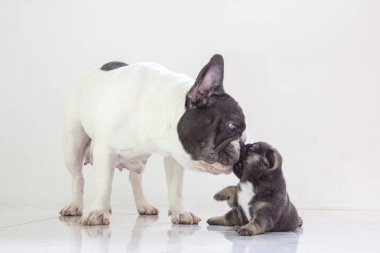Mavi taba rengi buldog yavrusu ve annesi ayrı bir arkaplanda.