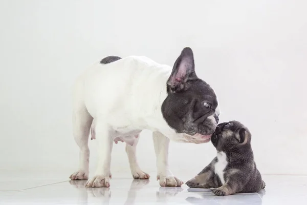 青タンフランス語ブルドッグ子犬とお母さん上の隔離された背景 — ストック写真