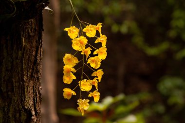 Bal kokulu orkide (Dendrobium lindleyi Steud) lar üzerinde sarı