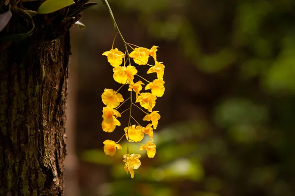Gul honung doftande orkidé (Dendrobium lindleyi Steud) på lar — Stockfoto