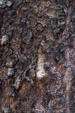 ağaç kabuğu dokusu arkaplanı.