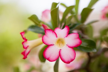 Çöl Çiçek bahçesinde gül.