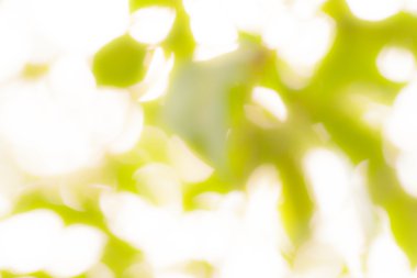 Soyut doğa arkaplanı.