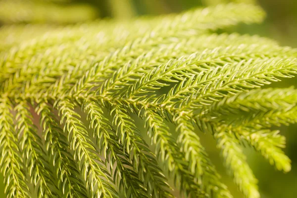 Las ramas verdes espinosas del pelaje o el fondo de pino . — Foto de Stock