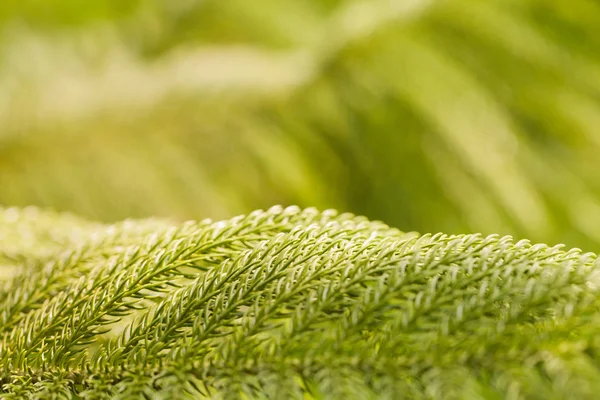 Las ramas verdes espinosas del pelaje o el fondo de pino . — Foto de Stock