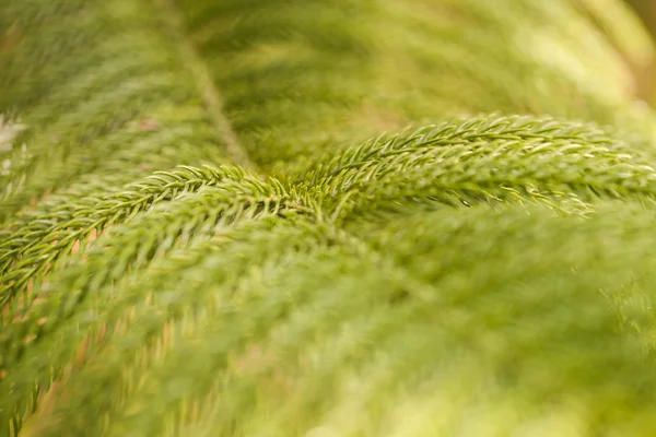 Las ramas verdes espinosas del pelaje o el fondo de pino . — Foto de Stock