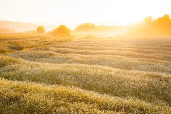 Naturaleza vintage fondo . — Foto de Stock