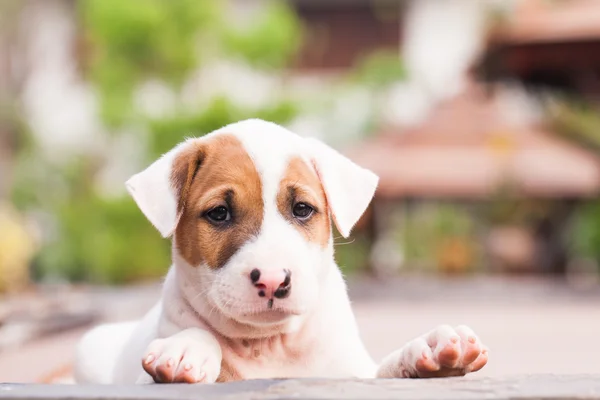 Welpe süßer Hund. — Stockfoto