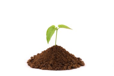 Genç bitki yetiştirme beyaz arka plan üzerinde ayrı tut.