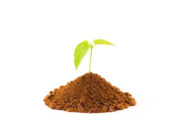 Genç bitki yetiştirme beyaz arka plan üzerinde ayrı tut.