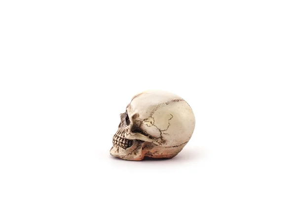 Human skull on isolated white background. — Stock Photo, Image