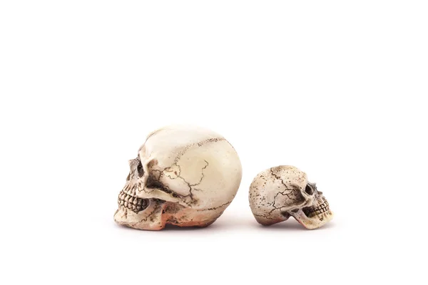 Human skull on isolated white background. — Stock Photo, Image