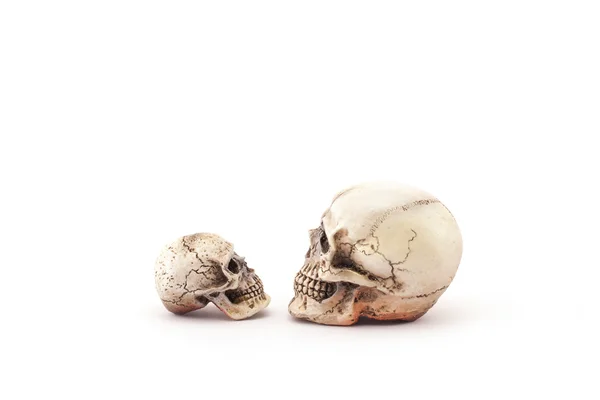 Human skull on isolated white background. — Stock Photo, Image