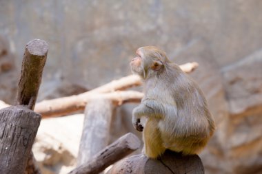 Yengeç yiyen makak maymunu siiting ahşap üzerinde.