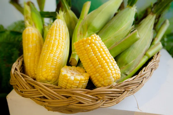 Fresh corn in basket,basket of sweet corn. — Stock Photo, Image