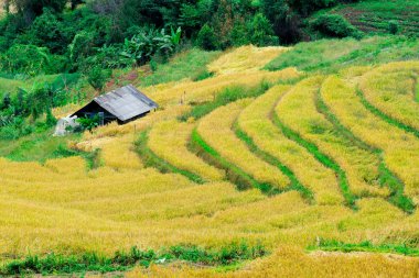 Kuzey Tayland, Mae reçel, Chiang Mai pirinç tarlaları teraslı, 