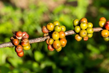 Kahve çekirdekleri ağaçta olgunlaşıyor..