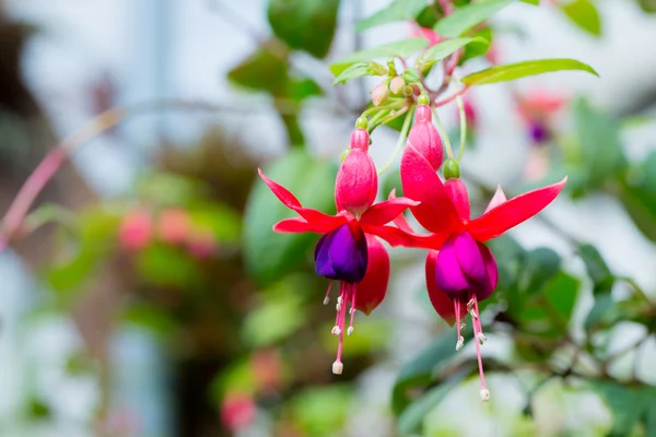 Fleurs fushia roses et blanches délicates dans le jardin — Photo