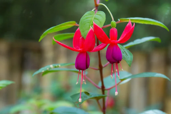 ดอกไม้สีชมพูและสีขาวที่ละเอียดอ่อนในสวน — ภาพถ่ายสต็อก