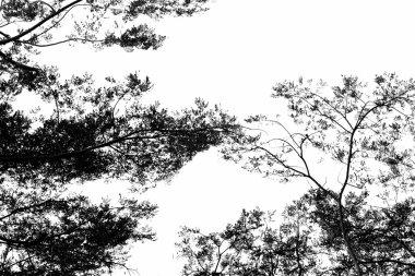 Ağaç dalı siluet gökyüzü arka plan.