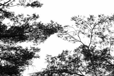 Ağaç dalı siluet gökyüzü arka plan.