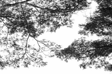 Ağaç dalı siluet gökyüzü arka plan.