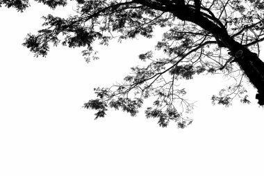 Ağaç dalı siluet gökyüzü arka plan.