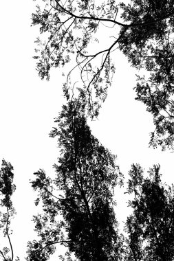 Ağaç dalı siluet gökyüzü arka plan.