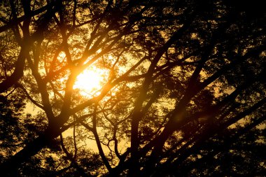 Ağaç dalı siluet güneş ışıkları karşı.