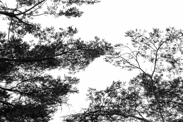 Ağaç dalı siluet gökyüzü arka plan.