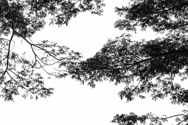 Ağaç dalı siluet gökyüzü arka plan. — Stok fotoğraf