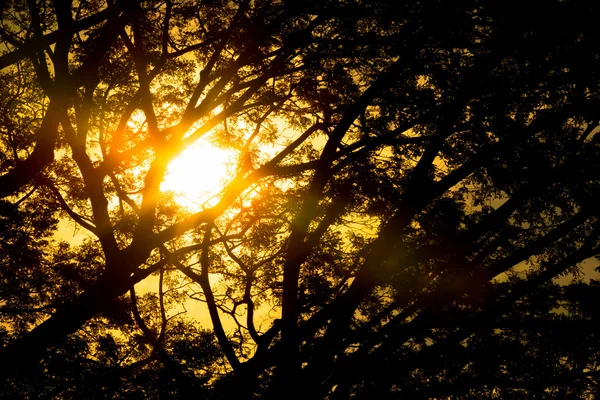 Silueta de rama de árbol contra luces solares . — Foto de Stock