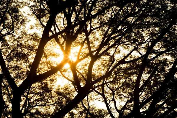 Tree branch silhouette against sun lights.