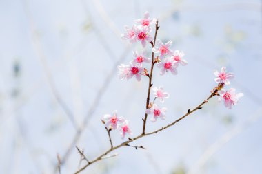B tam çiçeklenme çiçeklere güzel pembe kiraz çiçeği (Sakura)
